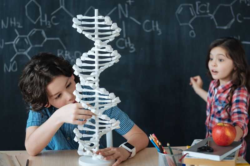 Chilidren With A Model Of Dna