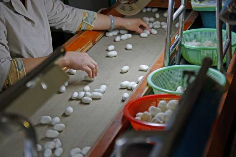 Silk Being Processed On A Conveyor Belt