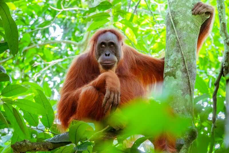 An Orangutan In A Lush Rainforest