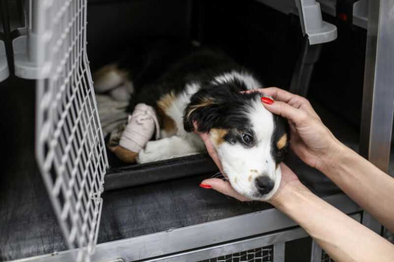 An Injured Dog In A Pet Carrier